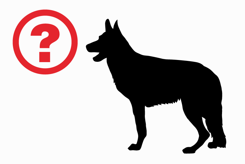 Vermisstmeldung Hund Männliche , 7 jahre Bièvre Belgien Vermisstmeldung Hund Männliche , 7 jahre Bièvre Belgien
