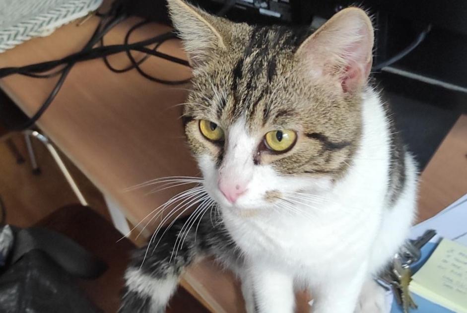 Fundmeldung Katze Unbekannt Saint-Gilles Belgien Fundmeldung Katze Unbekannt Saint-Gilles Belgien