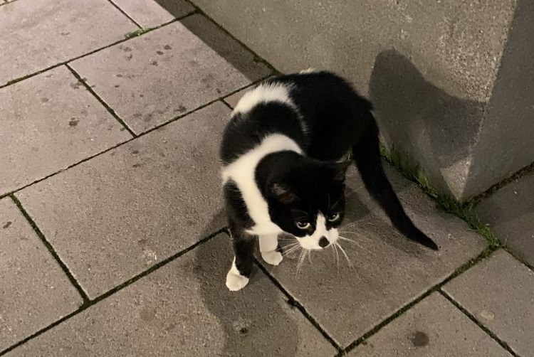 Vermisstmeldung Katze Weiblich , 3 jahre Namur Belgien Vermisstmeldung Katze Weiblich , 3 jahre Namur Belgien