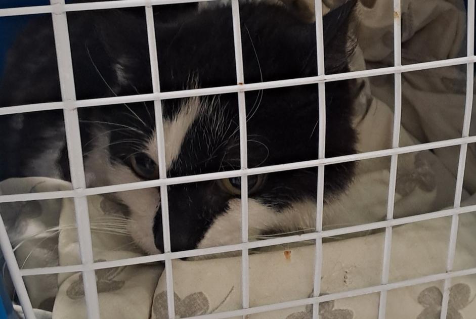 Discovery alert Cat Unknown Ans Belgium Discovery alert Cat Unknown Ans Belgium