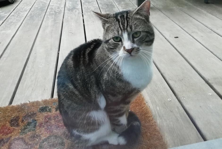 Discovery alert Cat Male Namur Belgium