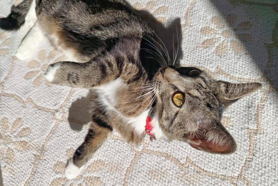 Discovery alert Cat Female Namur Belgium