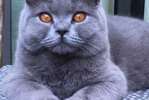Disappearance alert Cat Female , 6 years Namur Belgium Disappearance alert Cat Female , 6 years Namur Belgium