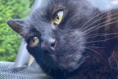 Alerta de Desaparición Gato  Macho , 3 años Auderghem Bélgica