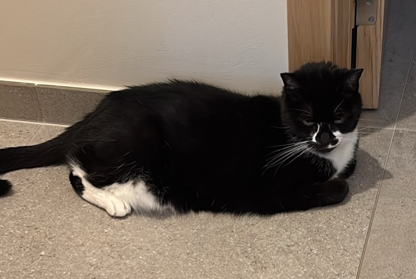 Alerta de Desaparición Gato Hembra , 14 años 's Gravenbrakel Bélgica Alerta de Desaparición Gato Hembra , 14 años 's Gravenbrakel Bélgica