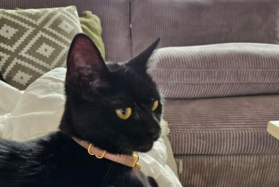 Alerta de Desaparición Gato Hembra , 1 años Limbourg Bélgica Alerta de Desaparición Gato Hembra , 1 años Limbourg Bélgica