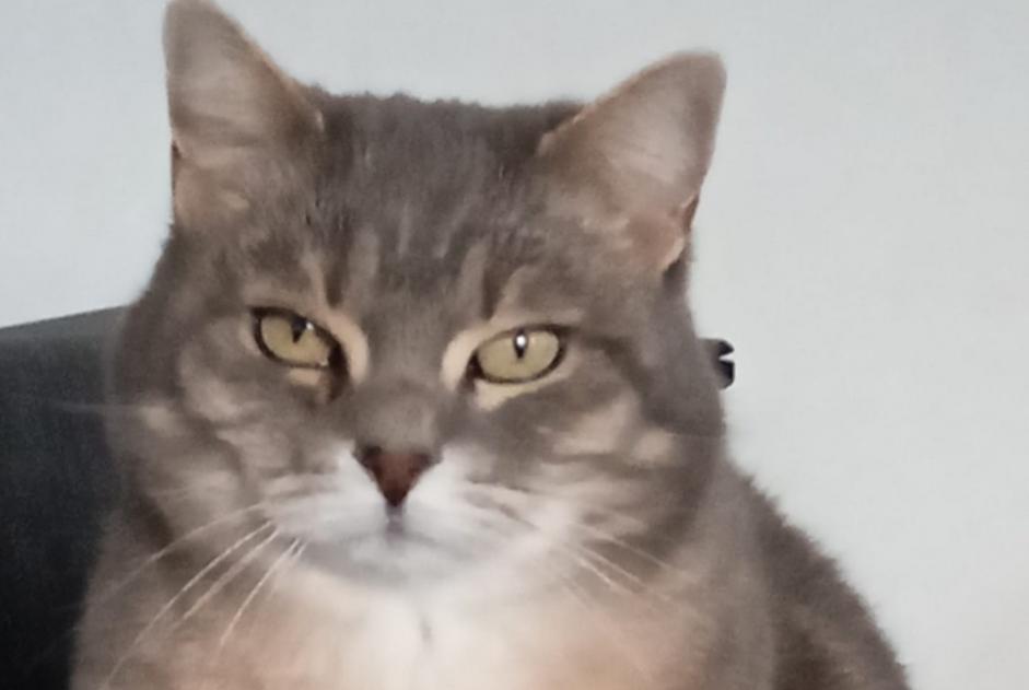 Alerta de Desaparición Gato Hembra , 12 años Dinant Bélgica