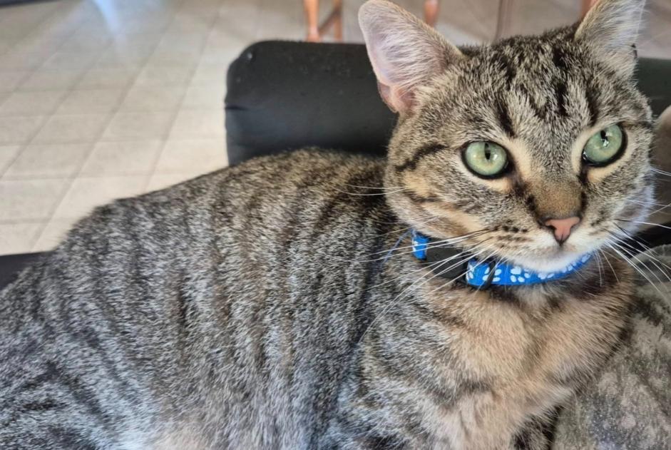 Alerta de Desaparición Gato Macho , 2 años Gembloux Bélgica