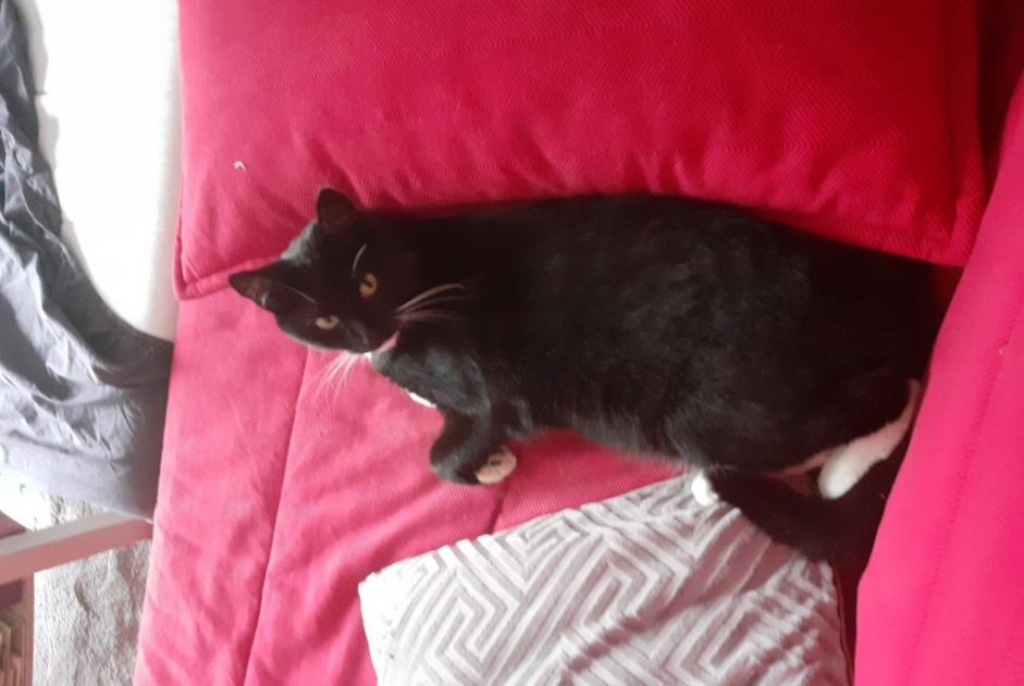 Alerta de Desaparición Gato  Macho , 3 años Namur Bélgica