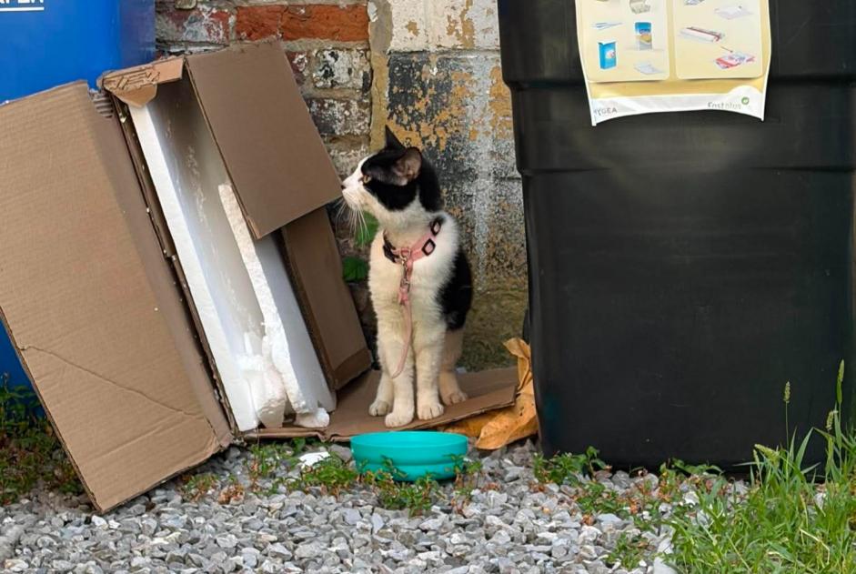Alerta de Hallazgo Gato Desconocido Mons Bélgica Alerta de Hallazgo Gato Desconocido Mons Bélgica