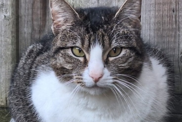Alerte Disparition Chat croisement Mâle , 5 ans Tienen Belgique
