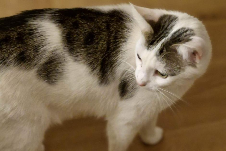 Alerte Disparition Chat Mâle , 6 ans Schaerbeek Belgique Alerte Disparition Chat Mâle , 6 ans Schaerbeek Belgique