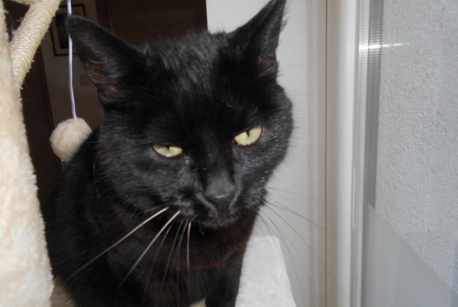 Alerte Disparition Chat Femelle , 10 ans Charleroi Belgique Alerte Disparition Chat Femelle , 10 ans Charleroi Belgique