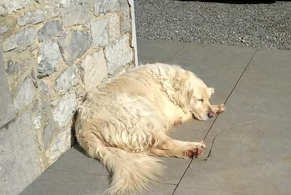 Alerte Disparition Chien  Femelle , 7 ans Profondeville Belgique