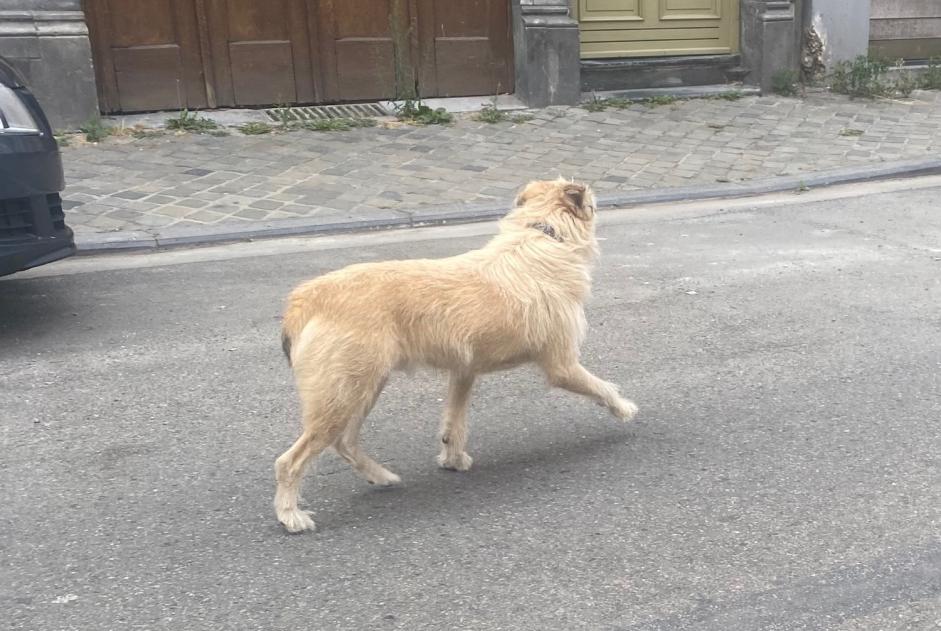 Alerte Découverte Chien croisement Inconnu Liège Belgique Alerte Découverte Chien croisement Inconnu Liège Belgique