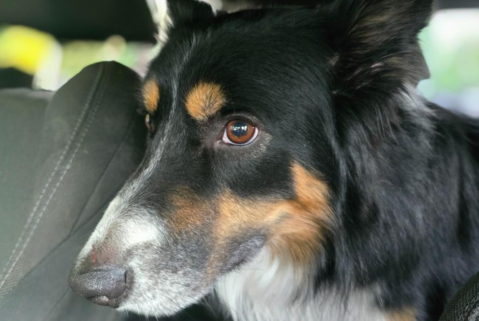 Alerte Découverte Chien  Mâle Gesves Belgique