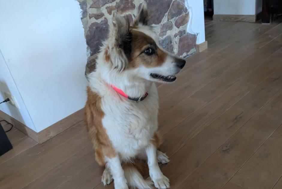 Avviso scomparsa Cane  Femmina , 10 anni Profondeville Belgio