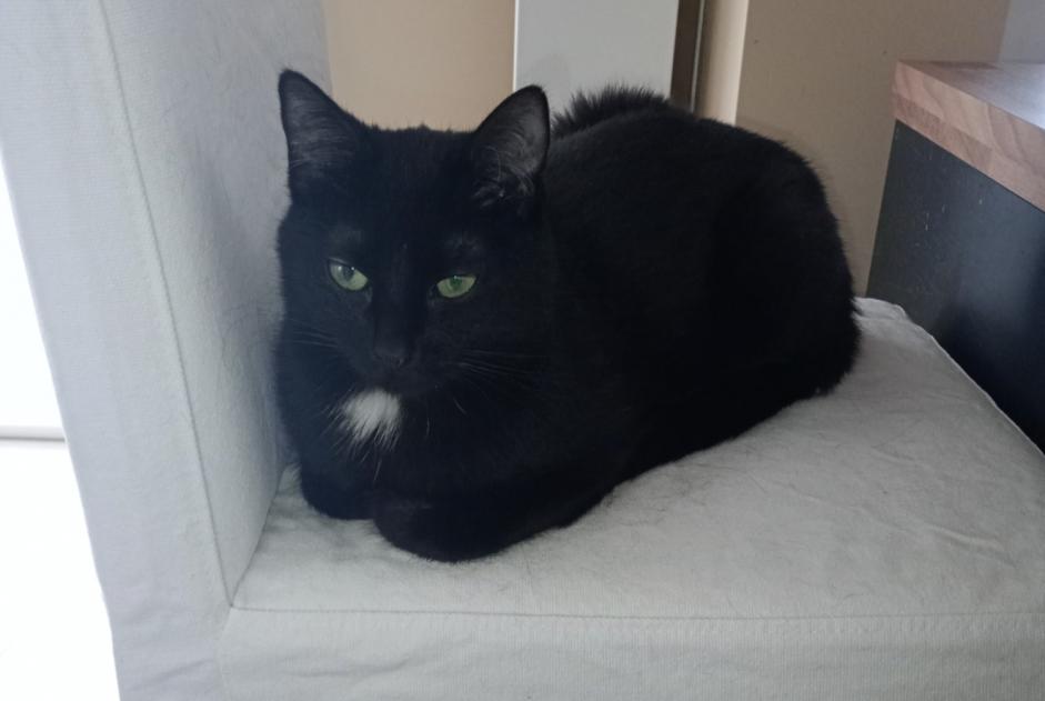 Avviso scomparsa Gatto Femmina , 2 anni Oupeye Belgio Avviso scomparsa Gatto Femmina , 2 anni Oupeye Belgio