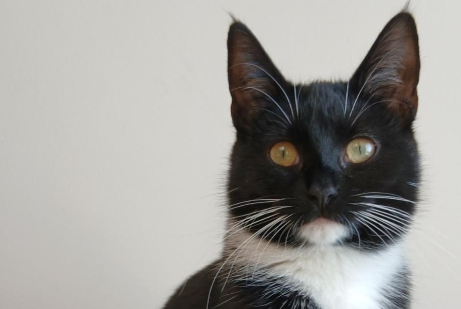Avviso scomparsa Gatto Femmina , 1 anni Verviers Belgio Avviso scomparsa Gatto Femmina , 1 anni Verviers Belgio