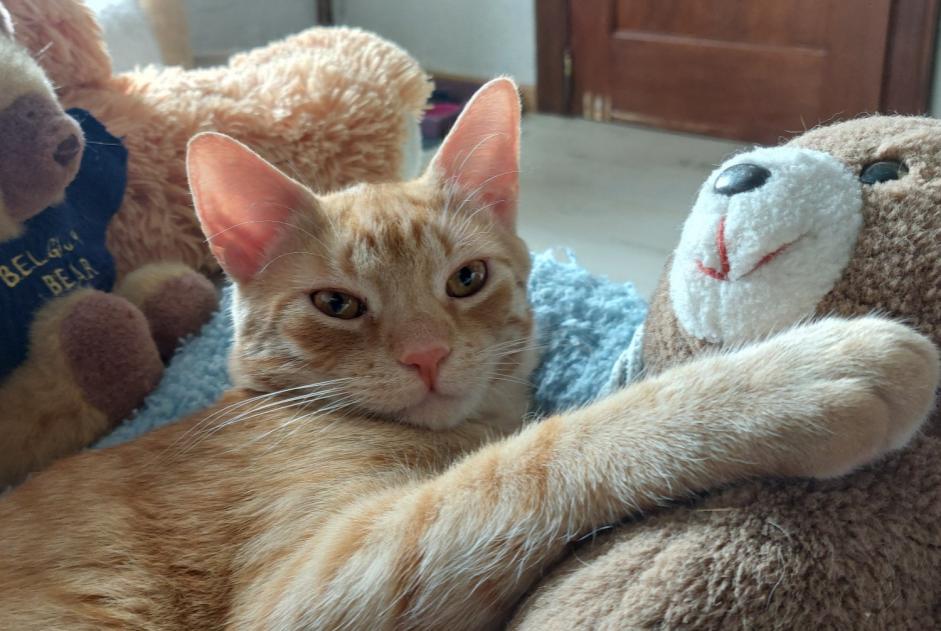 Avviso scomparsa Gatto Maschio , 1 anni Walcourt Belgio Avviso scomparsa Gatto Maschio , 1 anni Walcourt Belgio