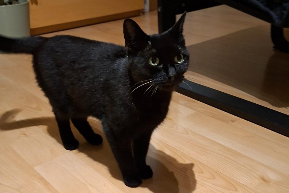 Avviso Ritrovamento Gatto Non conosciuta Mons Belgio Avviso Ritrovamento Gatto Non conosciuta Mons Belgio