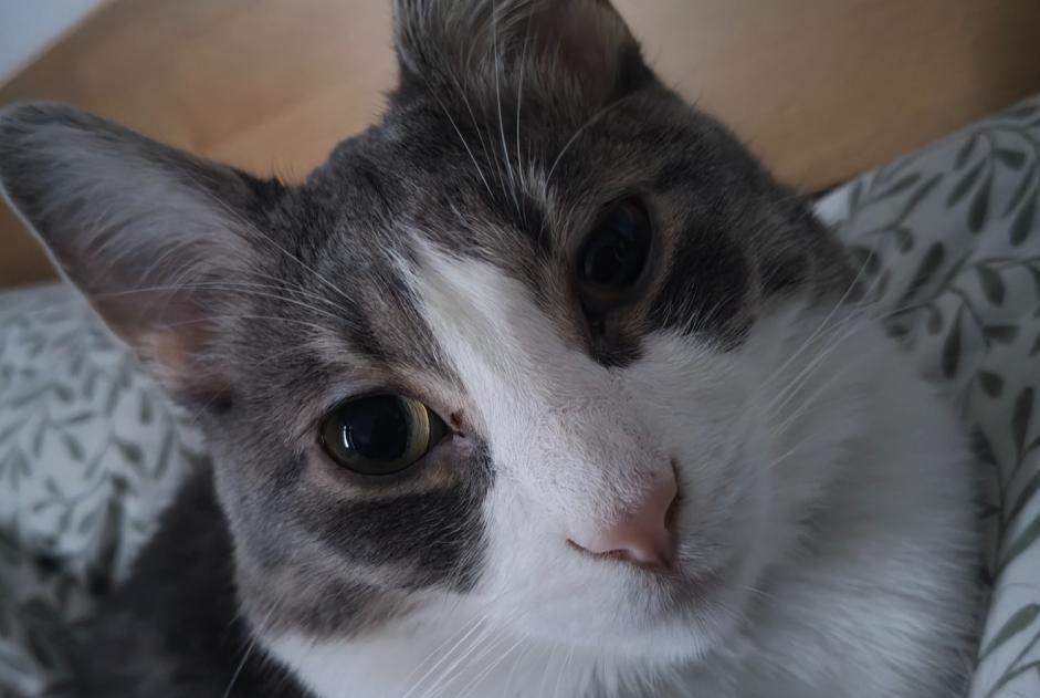 Alerta desaparecimento Gato Macho , 2 anos Grâce-Hollogne Belgium Alerta desaparecimento Gato Macho , 2 anos Grâce-Hollogne Belgium