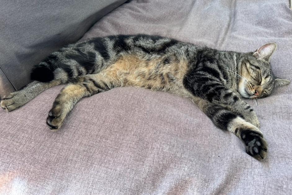 Alerta desaparecimento Gato Macho , 5 anos Anhée Belgium