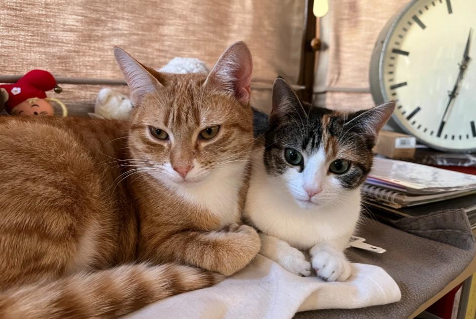 Alerta desaparecimento Gato cruzamento Macho , 1 anos Namur Belgium Alerta desaparecimento Gato cruzamento Macho , 1 anos Namur Belgium